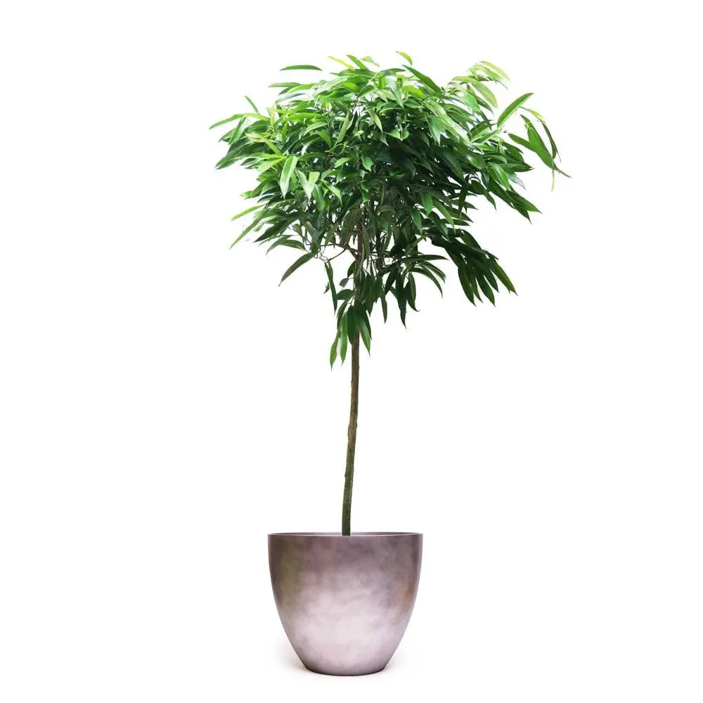 Ficus Alii Standard 14 Inch Pot