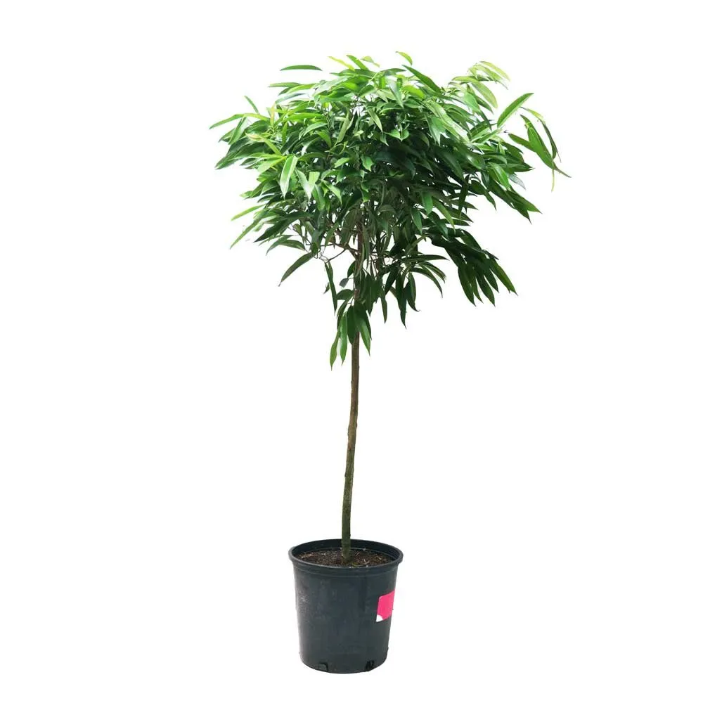 Ficus Alii Standard 14 Inch Pot