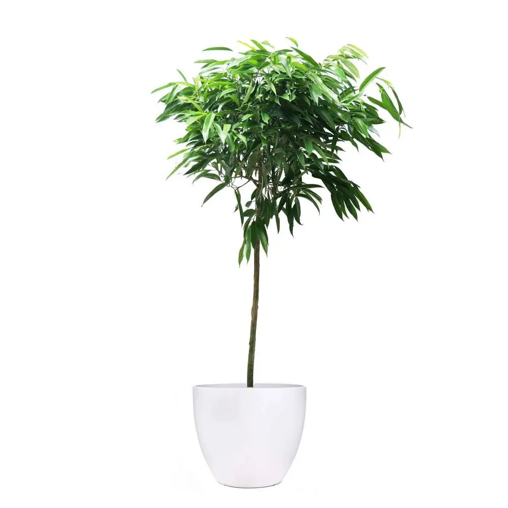 Ficus Alii Standard 14 Inch Pot