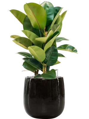 Ficus elastica 'Robusta' in Balloon Office Plant With Pot 85cm Height 24cm Dia