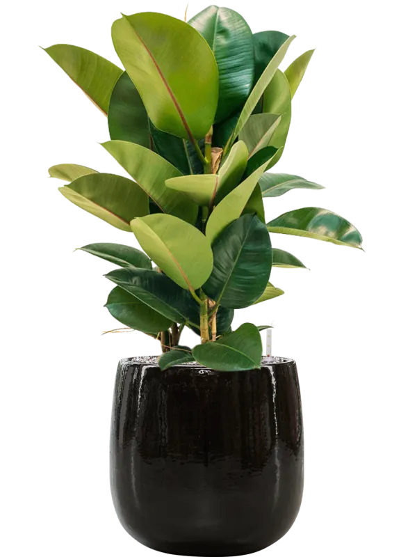 Ficus elastica 'Robusta' in Balloon Office Plant With Pot 85cm Height 24cm Dia