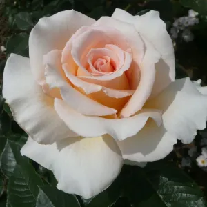 'Isn't She Lovely' Hybrid Tea Rose