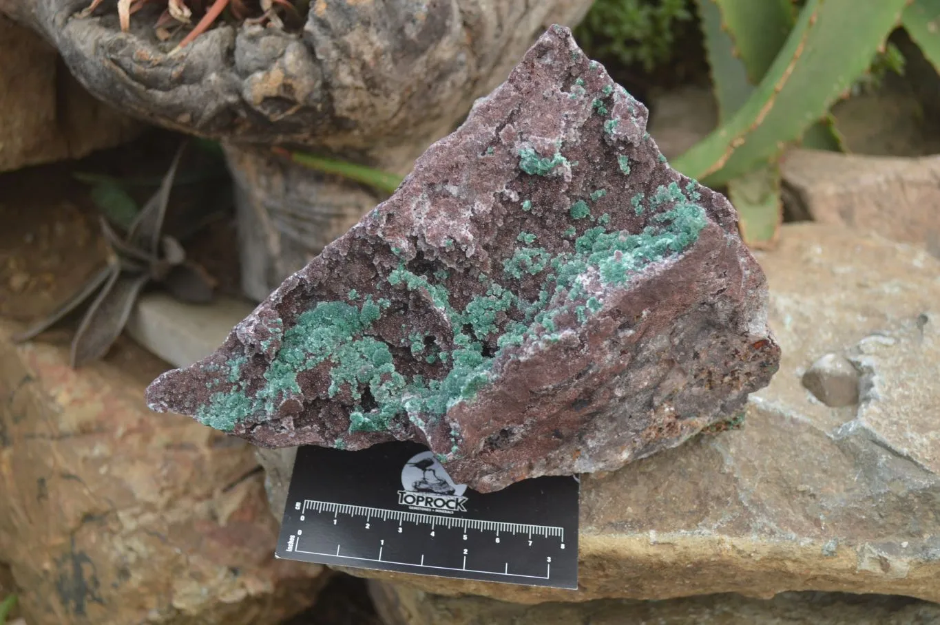 Natural Ball Malachite On Red Dolomite Matrix Specimen x 1 From Likasi, Congo