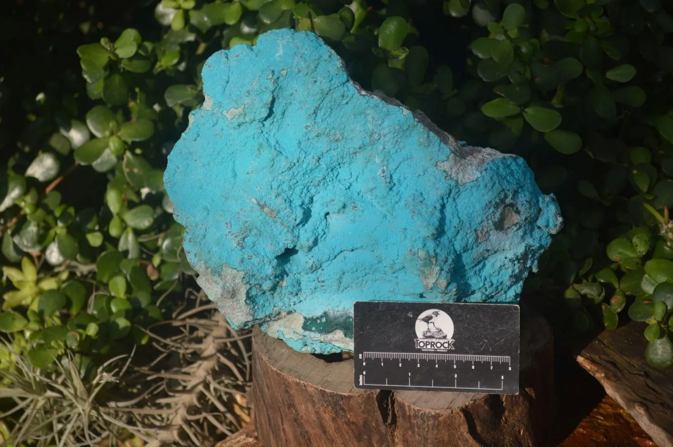 Natural Botryoidal Chrysocolla Specimens x 1 From Kulukuluku, Congo