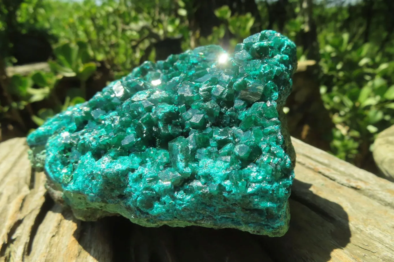 Natural Dioptase Cabinet Specimen x 1 From Reneville Brazzaville, Congo