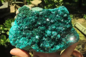 Natural Dioptase Cabinet Specimen x 1 From Reneville Brazzaville, Congo