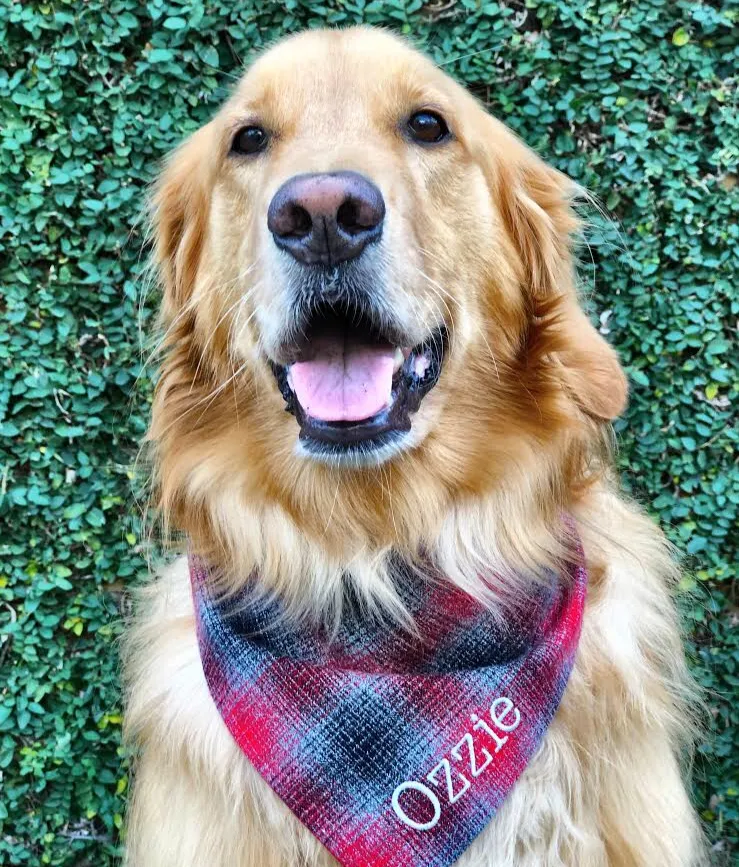 Pinks and Reds Personalized Flannel Dog Scarf with Name Embroidered