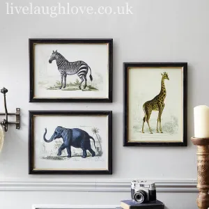 Safari Animal Prints - Set Of 3 ***Clearance***