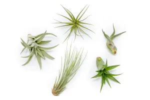 The Elegant Collection of Tillandsia Air Plants