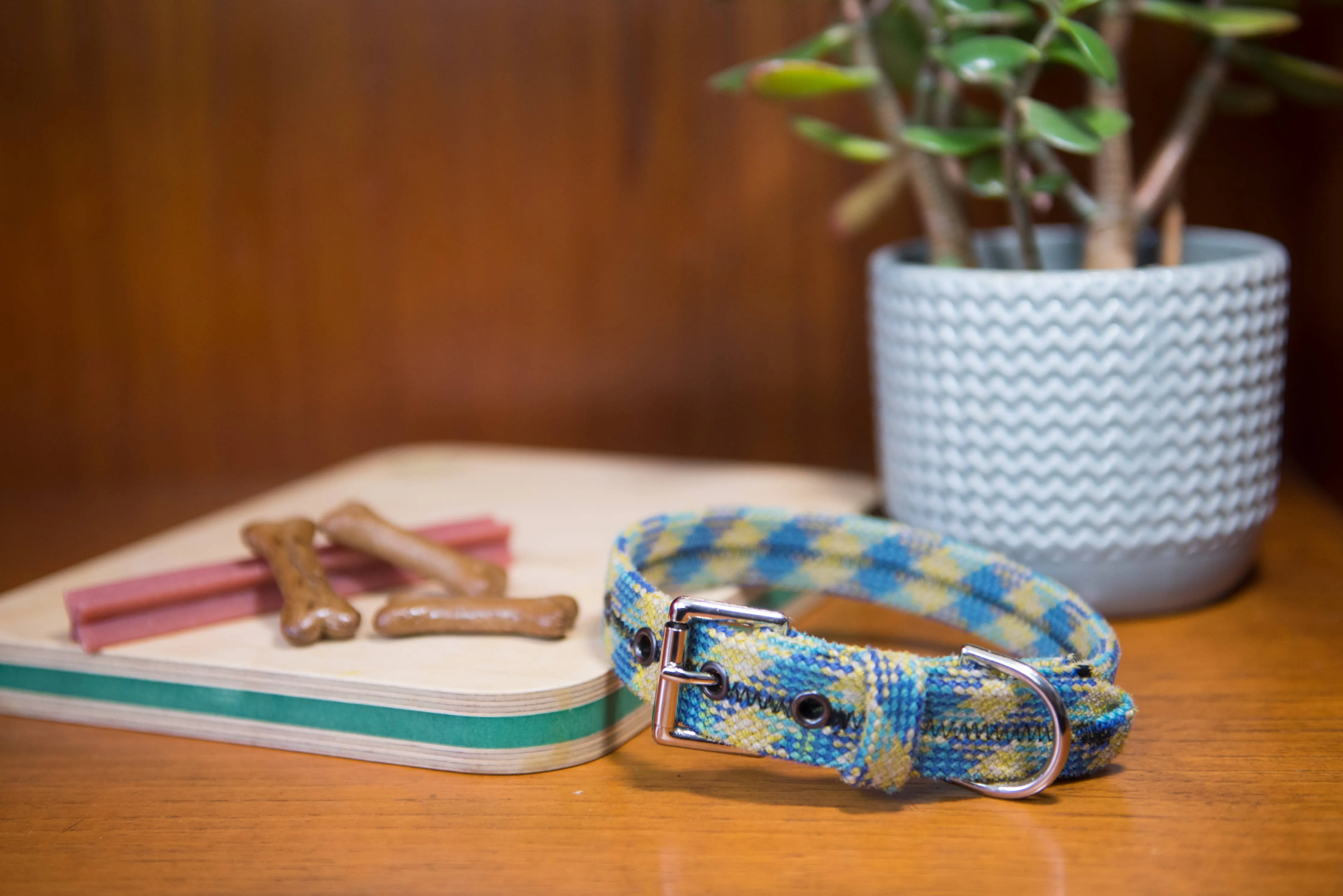 Unique Vibrant Recycled Dog Collar